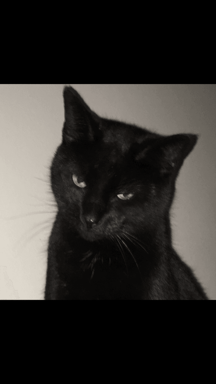 🖤🐈‍⬛