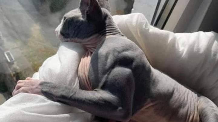 Big Cat Kink