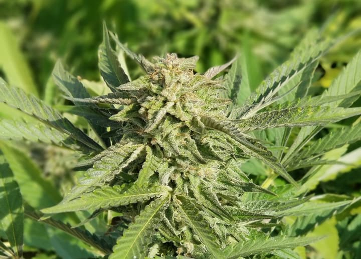 Weed Porn